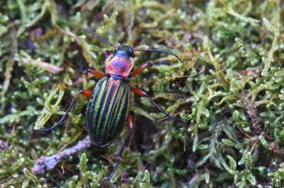 <i>Carabus auronitens</i>