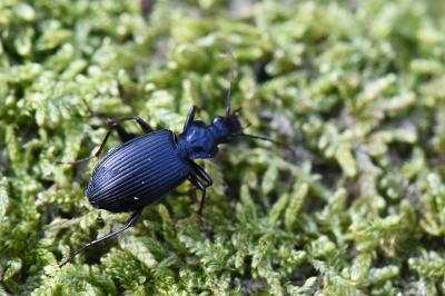 <i>Platynus assimilis</i>