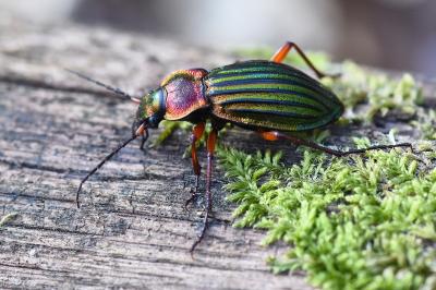 <i>Carabus auronitens</i>