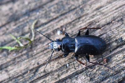 <i>Pterostichus oblongopunctatus</i>