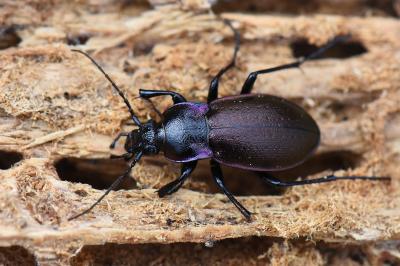 <i>Carabus nemoralis</i>