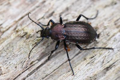 <i>Carabus arvensis</i>