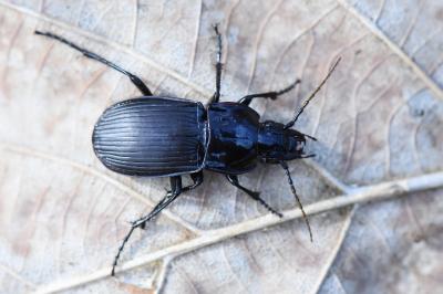 <i>Abax parallelepipedus</i>