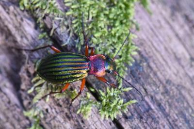 <i>Carabus auronitens</i>