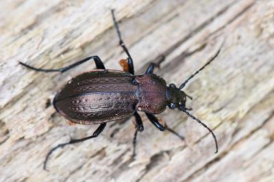 <i>Carabus arvensis</i>