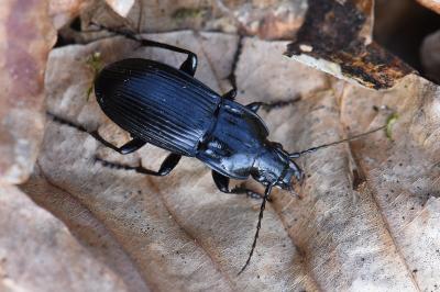 <i>Abax parallelepipedus</i>