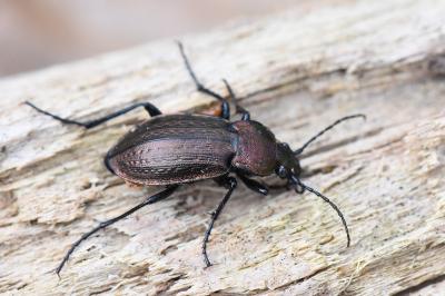 <i>Carabus arvensis</i>