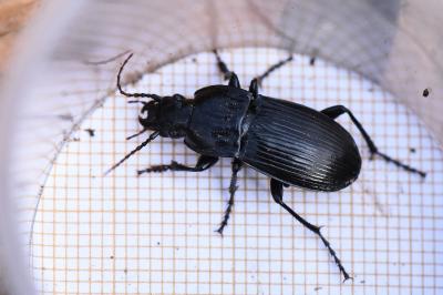 <i>Abax parallelepipedus</i>