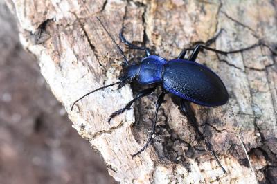 <i>Carabus problematicus</i>