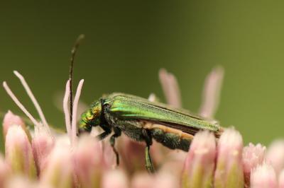 <i>Oedemera nobilis</i>