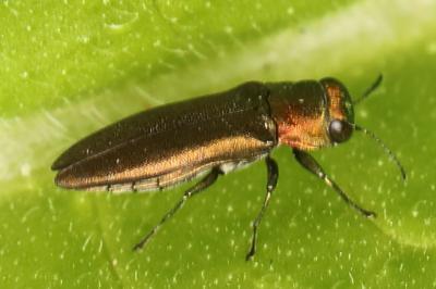 <i>Agrilus</i>