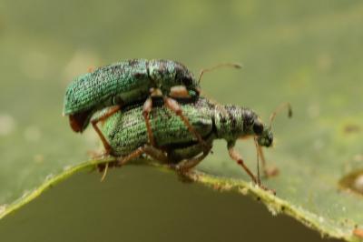 <i>Polydrusus formosus</i>