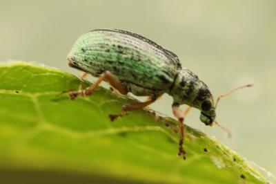 <i>Polydrusus formosus</i>