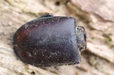 <i>Lucanus cervus</i>