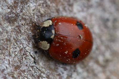 <i>Adalia bipunctata</i>