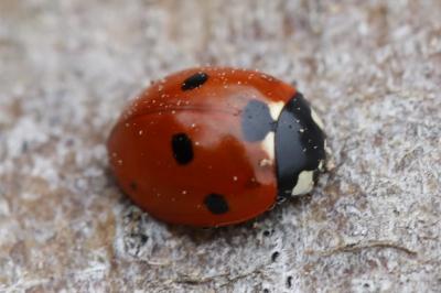 <i>Coccinella septempunctata</i>