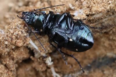<i>Poecilus cupreus</i>