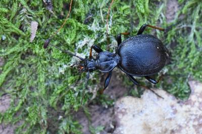 <i>Cychrus attenuatus</i>