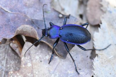 <i>Carabus problematicus</i>