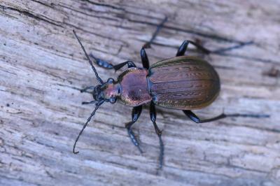 <i>Carabus arvensis</i>