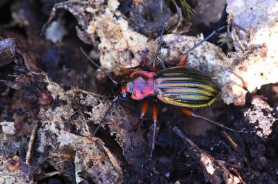 <i>Carabus auronitens</i>