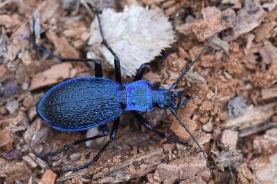 <i>Carabus intricatus</i>