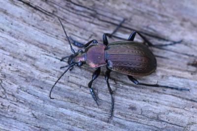 <i>Carabus arvensis</i>