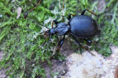 <i>Cychrus attenuatus</i>