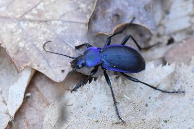 <i>Carabus problematicus</i>