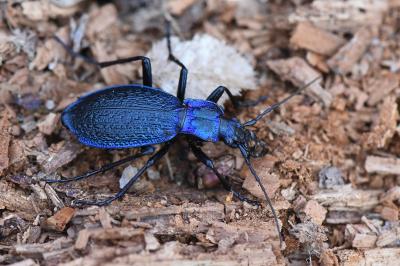 <i>Carabus intricatus</i>