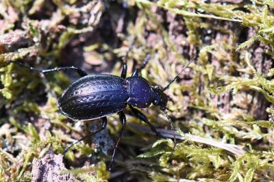 <i>Carabus arvensis</i>