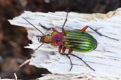 <i>Carabus auronitens</i>