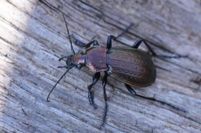 <i>Carabus arvensis</i>