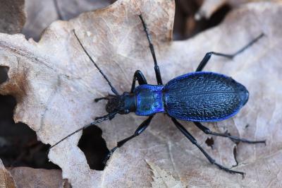 <i>Carabus intricatus</i>