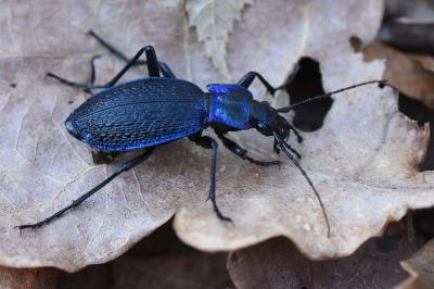 <i>Carabus intricatus</i>