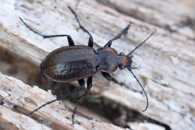 <i>Carabus arvensis</i>