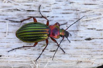<i>Carabus auronitens</i>