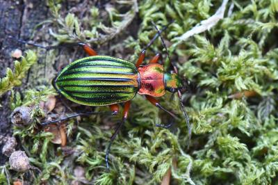 <i>Carabus auronitens</i>