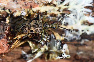 Rhagium mordax