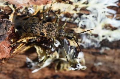 <i>Rhagium mordax</i>