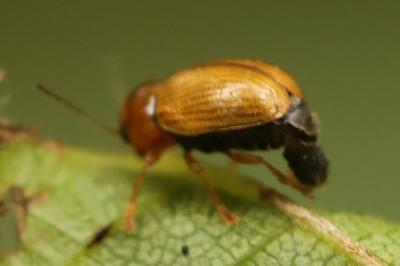 <i>Cryptocephalus</i>