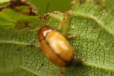 <i>Cryptocephalus</i>