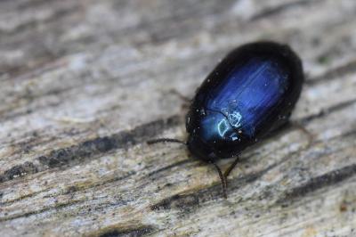 <i>Platydema violacea</i>