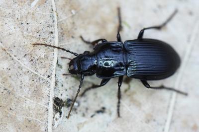 <i>Abax parallelepipedus</i>