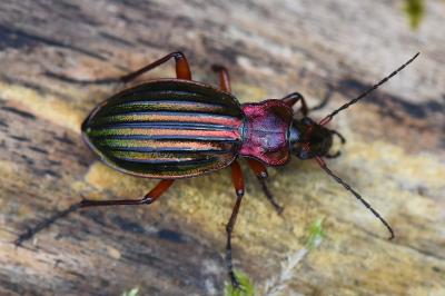 <i>Carabus auronitens</i>