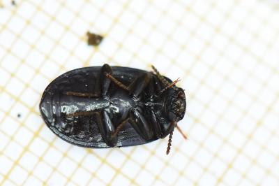 Platydema violacea