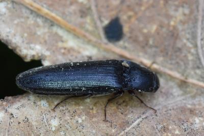 <i>Melanotus villosus</i>