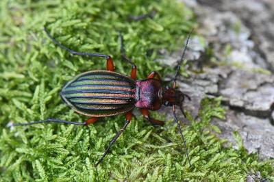 <i>Carabus auronitens</i>