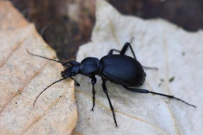 <i>Cychrus caraboides</i>