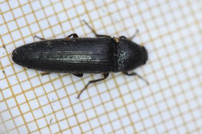 <i>Melanotus villosus</i>